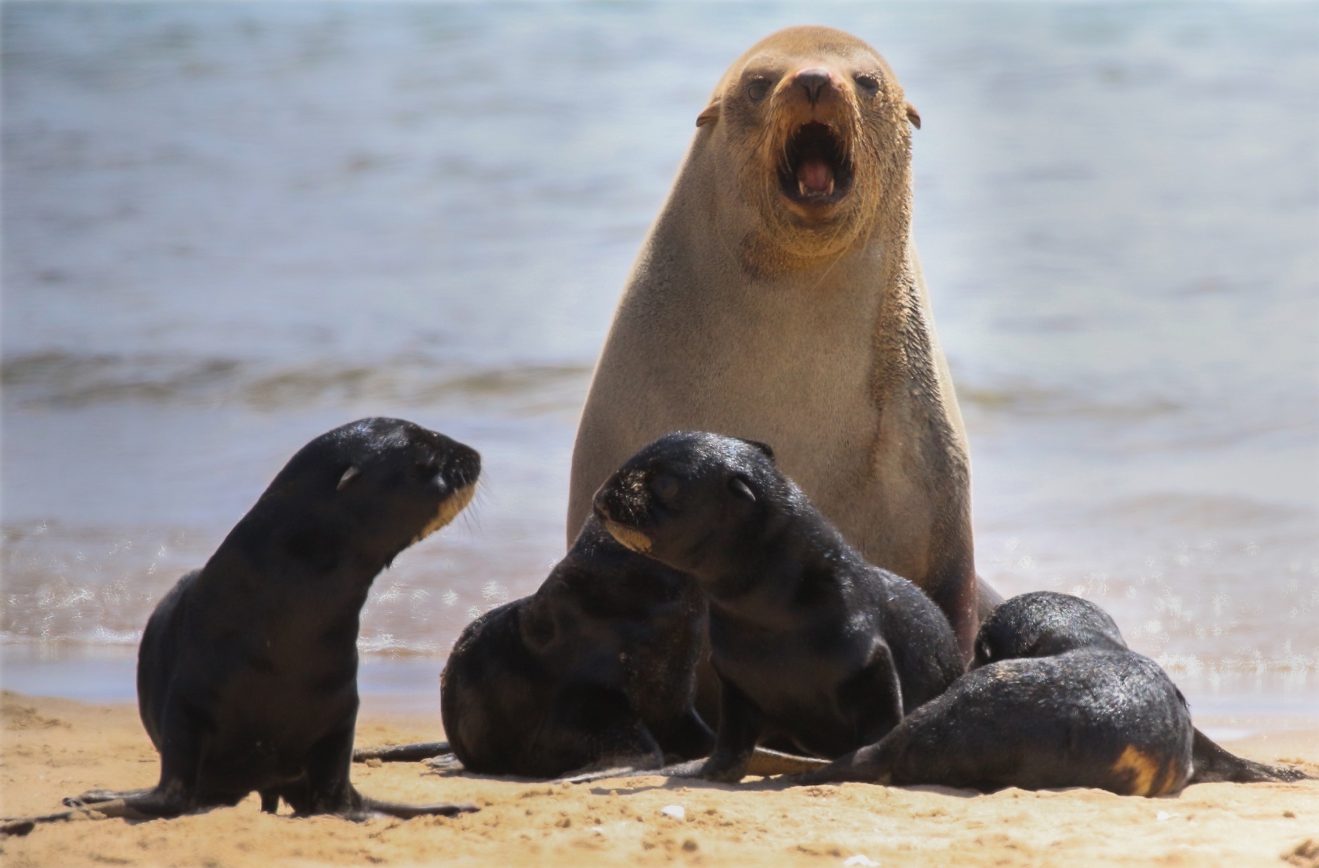 a mother cape fur seal screaming in front of some pups