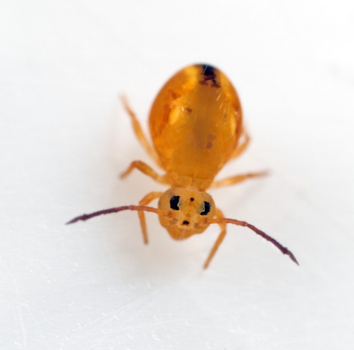 A small orange-yellow hexapod with a big bulbous abdomen and small head with two big black eyes and long antennae. it is a globular springtail