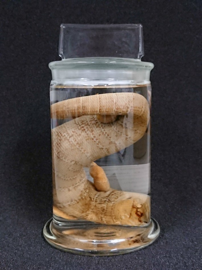 Wet specimen of the Jamaican Giant Galliwasp (Celestus occiduus) endemicspecies.