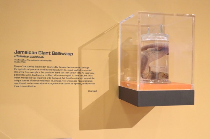 Wet specimen of the Jamaican Giant Galliwasp (Celestus occiduus) on display in the Hunterian Museum. © The Hunterian, University of Glasgow.