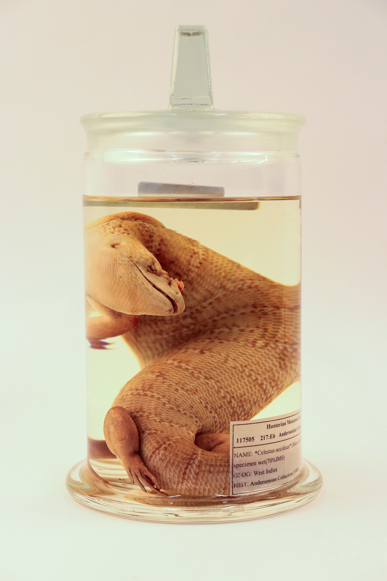 A yellowish lizard called the Jamaican giant galliwasp curled up in a jar of preservative