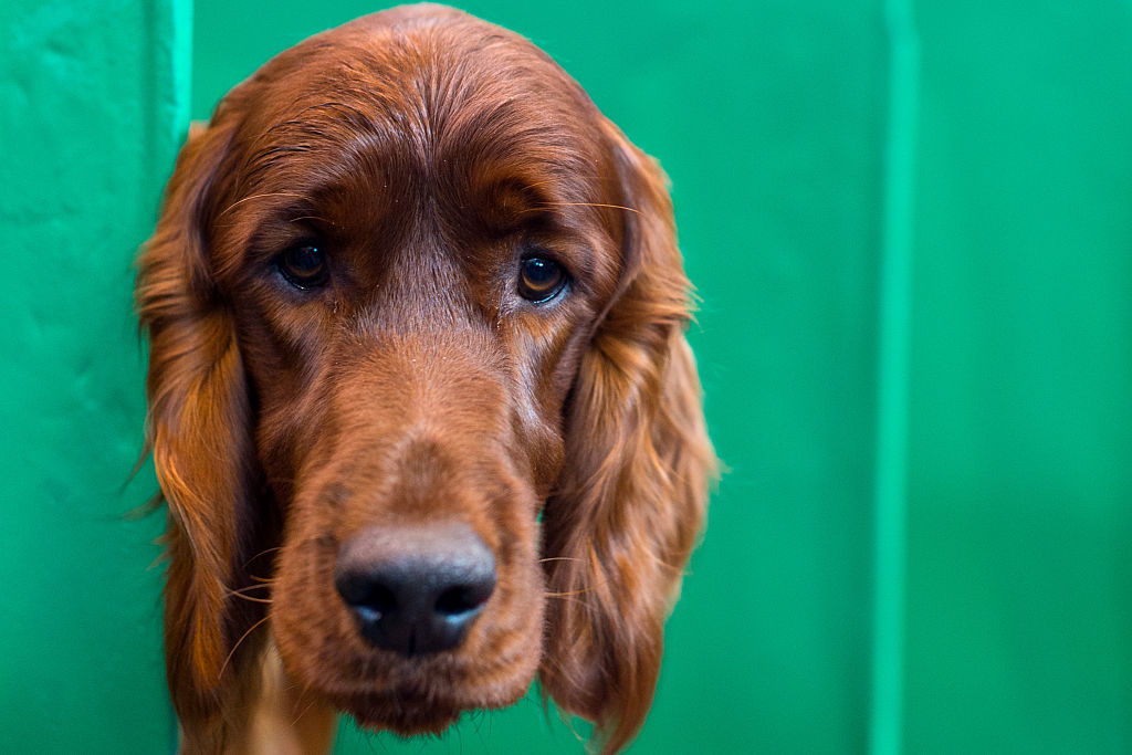 An Irish Setter