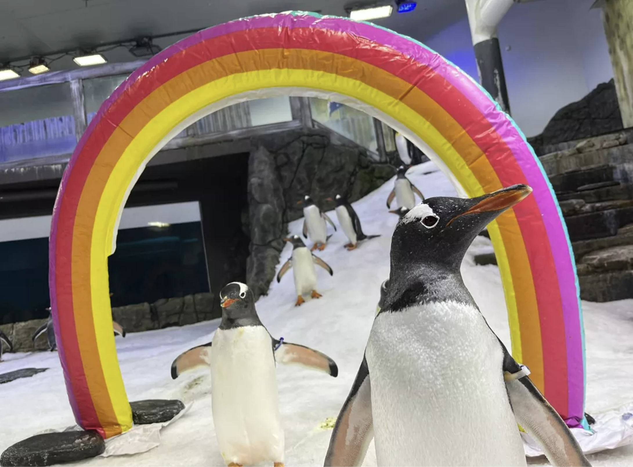 two penguins stand in front of an inflatable rainbow arch in a penguin enclosure