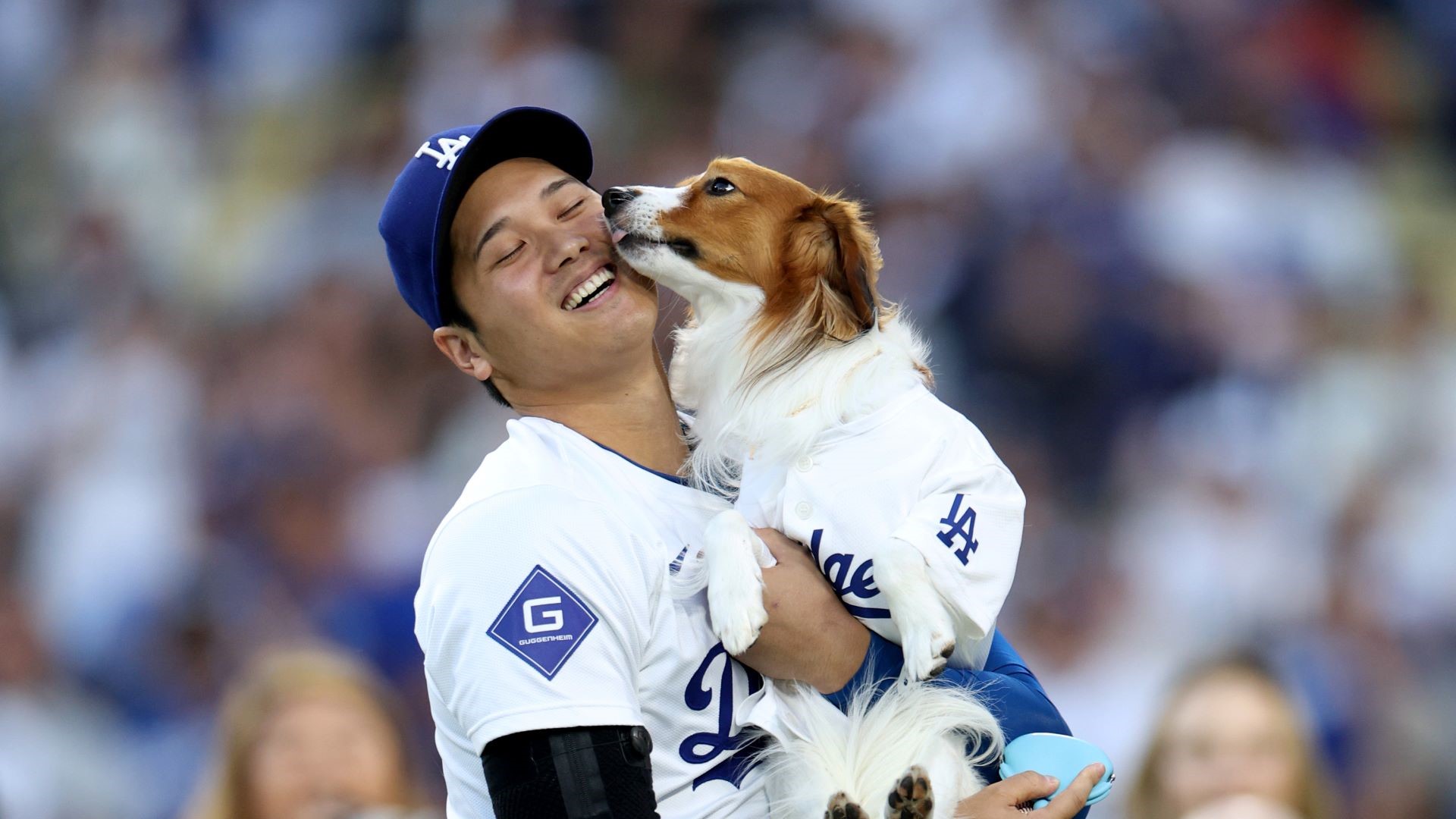 Shohei Ohtani holds Decoy in his arms while Decoy licks at his face.