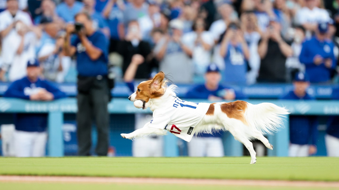 Decoy, the dog of Shohei Ohtani #17 of the Los Angeles Dodgers carries out the first pitch before the game against the Baltimore Orioles.