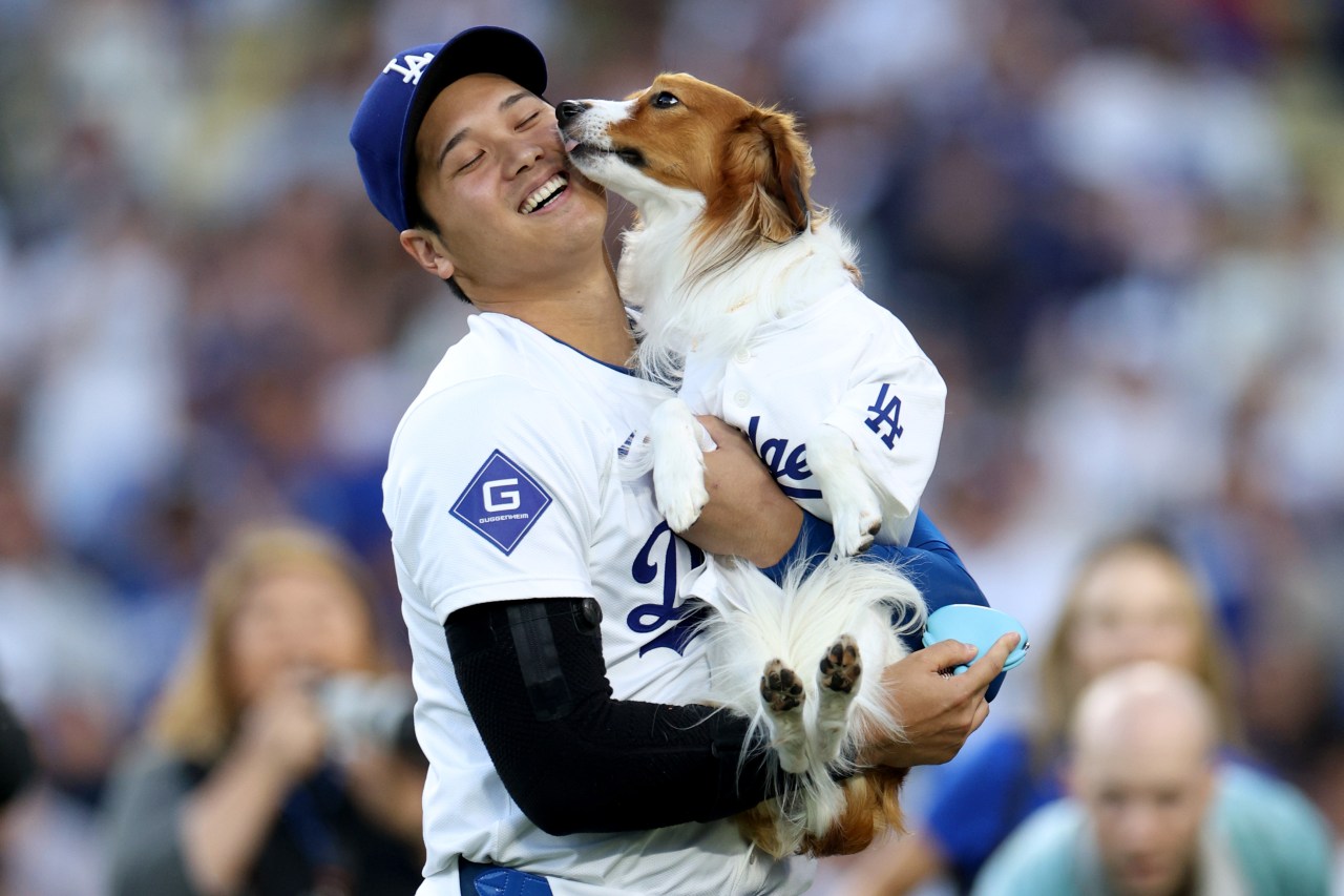 Shohei Ohtani holds Decoy in his arms while Decoy licks at his face.