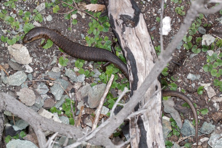 a long Tasmanian She-Oak Skink, which is a slender skinny lizard, among some rocks and twigs