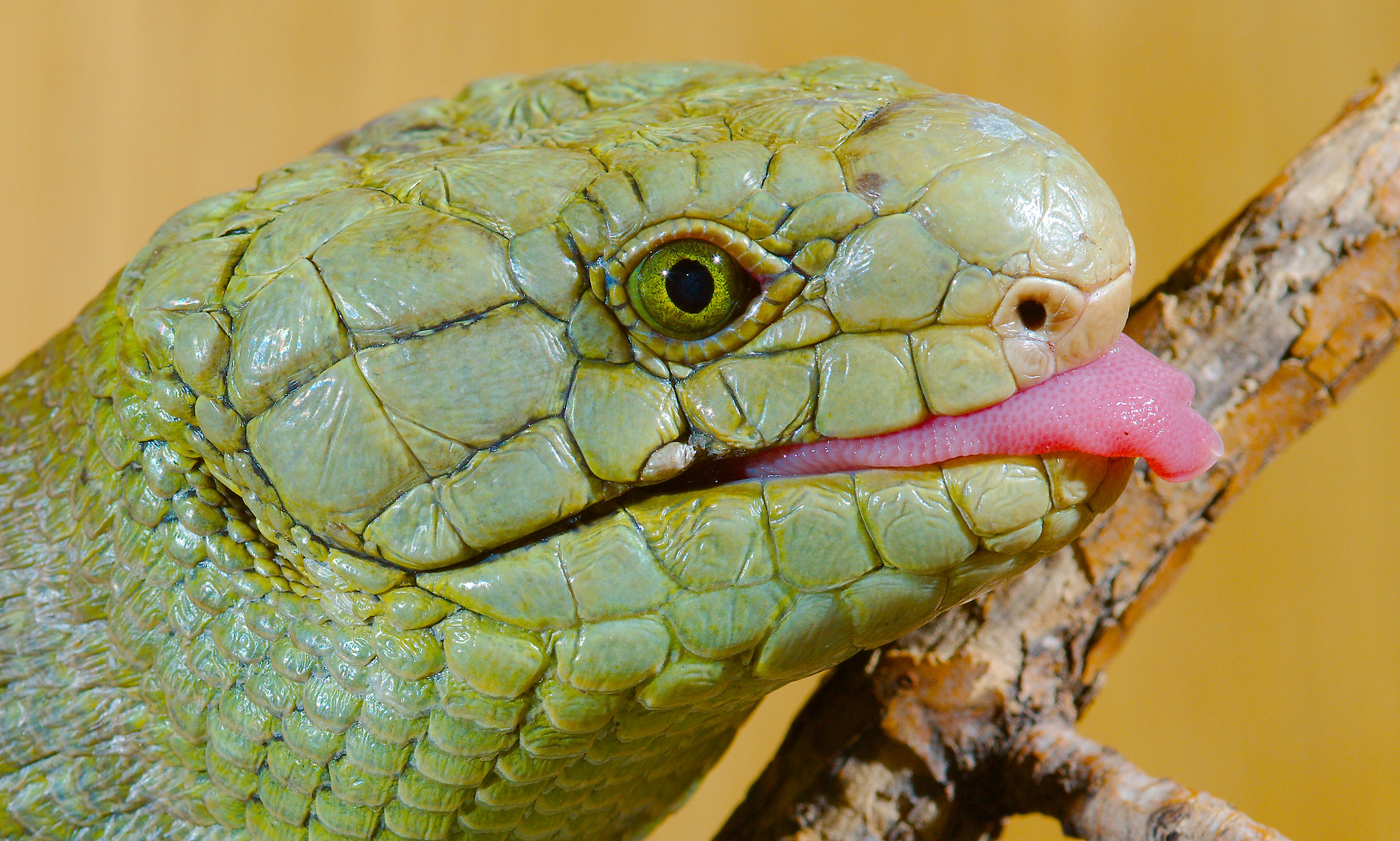 a close-up of a green skink with its tongue out