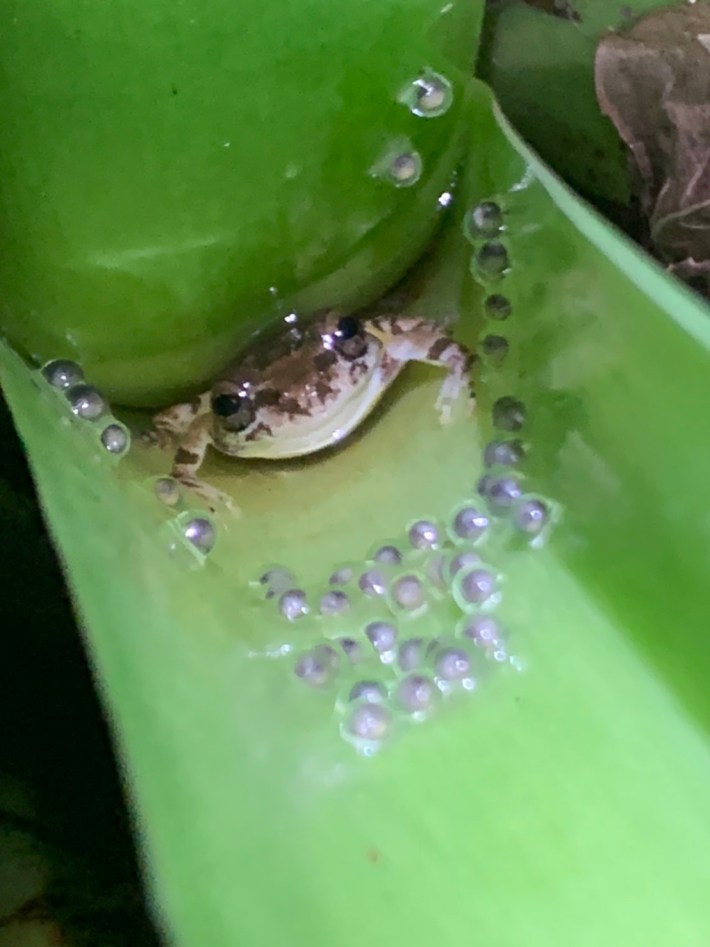 A taiwanese tree frog in a pool of water between leaves surrounded by her eggs