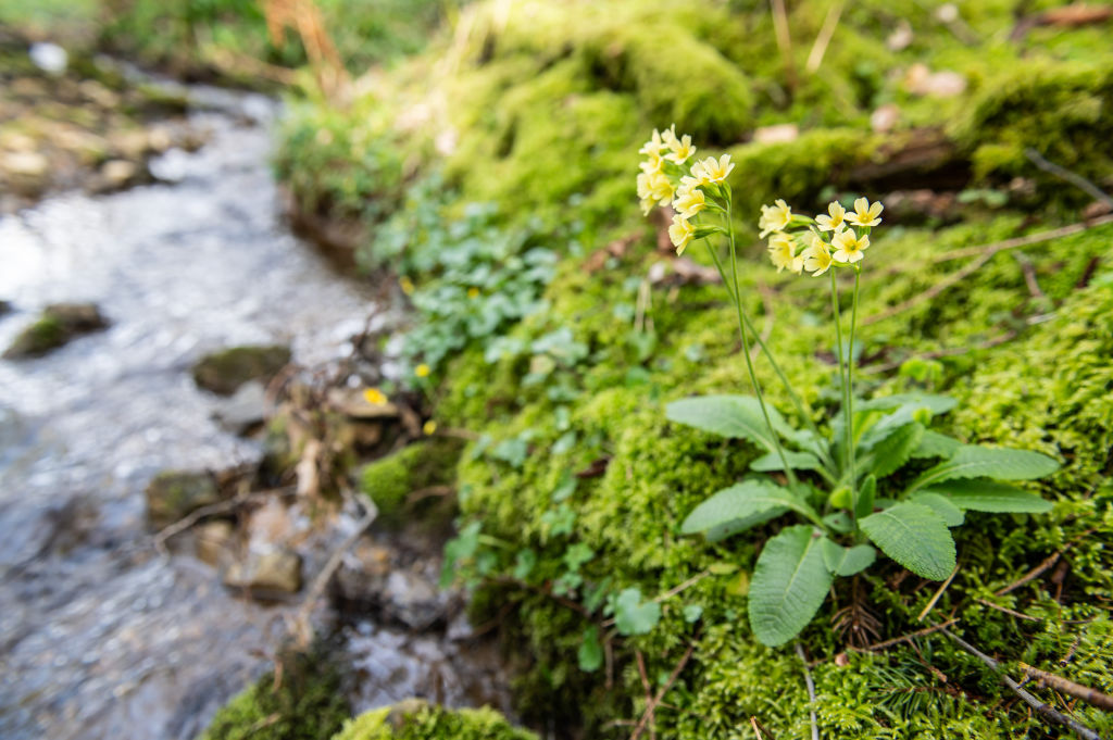 26 March 2024, Baden-Württemberg, Rottweil: Cowslips grow in a wooded area near a stream near Rottweil. Photo: Silas Stein/dpa