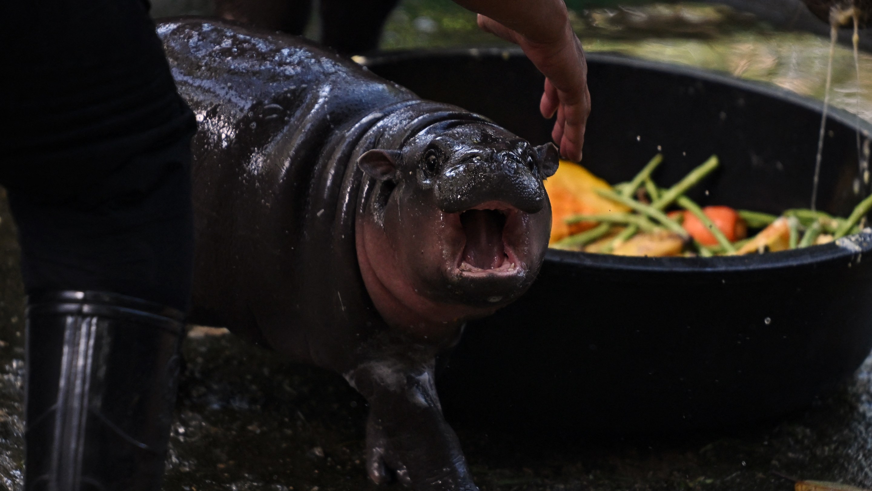 Moo Deng, a two-month-old female pygmy hippo who has recently become a viral internet sensation, reacts to a zookeeper at Khao Kheow Open Zoo in Chonburi province on September 15, 2024. (Photo by Lillian SUWANRUMPHA / AFP) (Photo by LILLIAN SUWANRUMPHA/AFP via Getty Images)