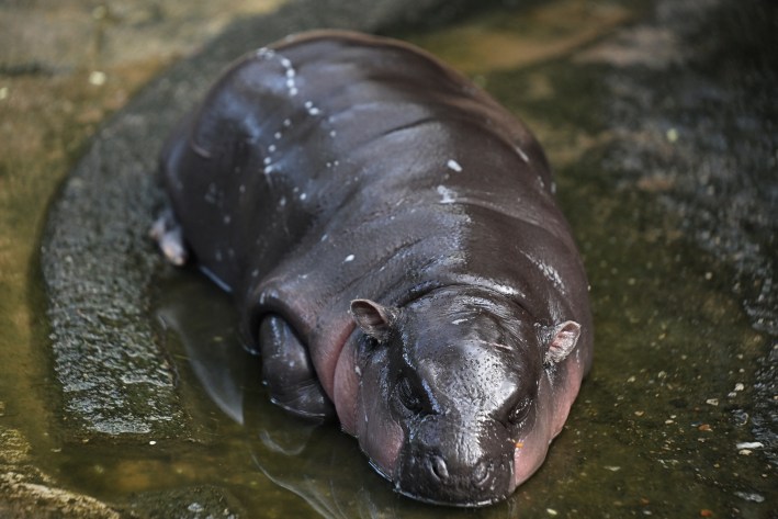 Moo Deng, a two-month-old female pygmy hippo who has recently become a viral internet sensation, has a nap at Khao Kheow Open Zoo in Chonburi province on September 15, 2024. (Photo by Lillian SUWANRUMPHA / AFP) (Photo by LILLIAN SUWANRUMPHA/AFP via Getty Images)