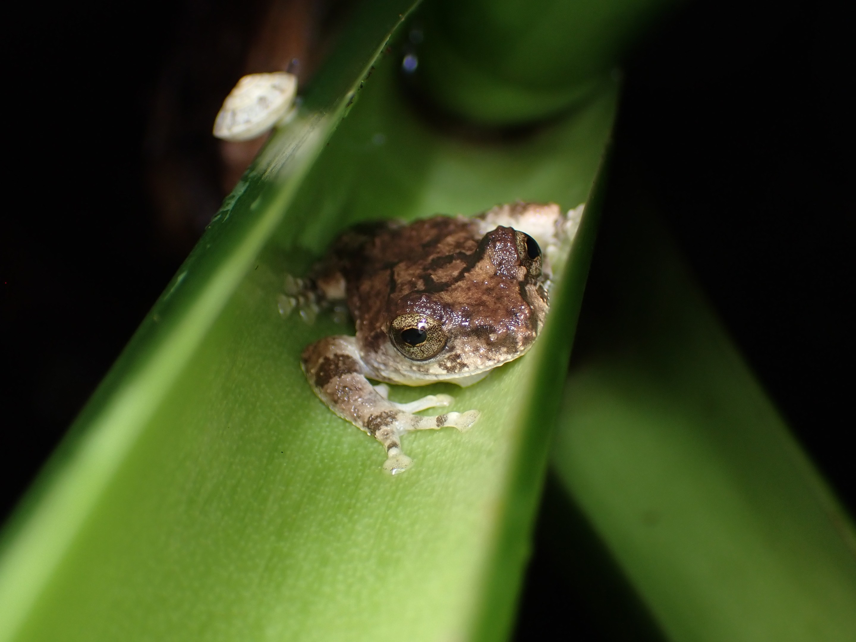 an adult Taiwanese tree frog inside a bamboo chute