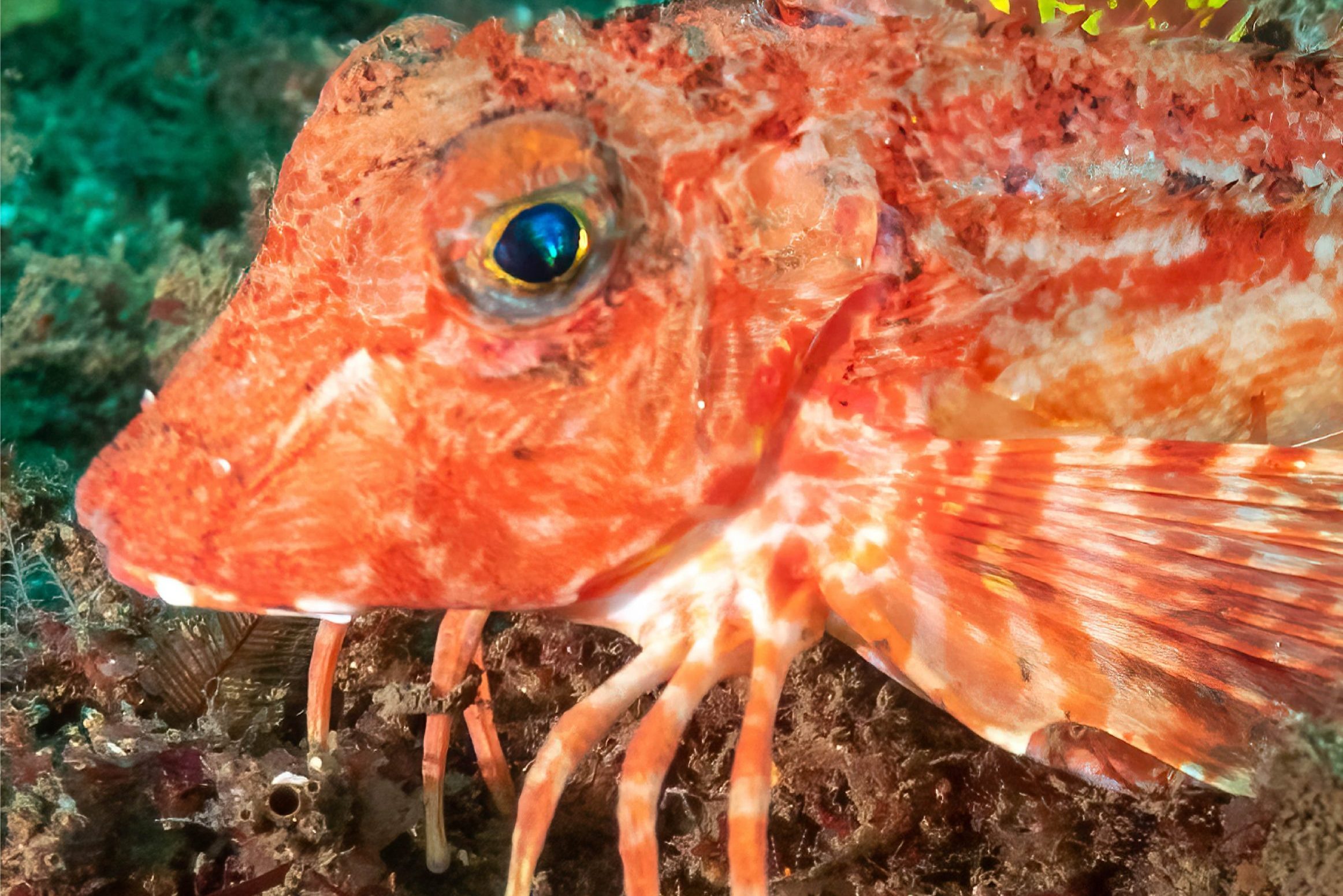 a red fish called a sea robin, which has big fins and six stick-like "legs" that it uses to walk on the seafloor