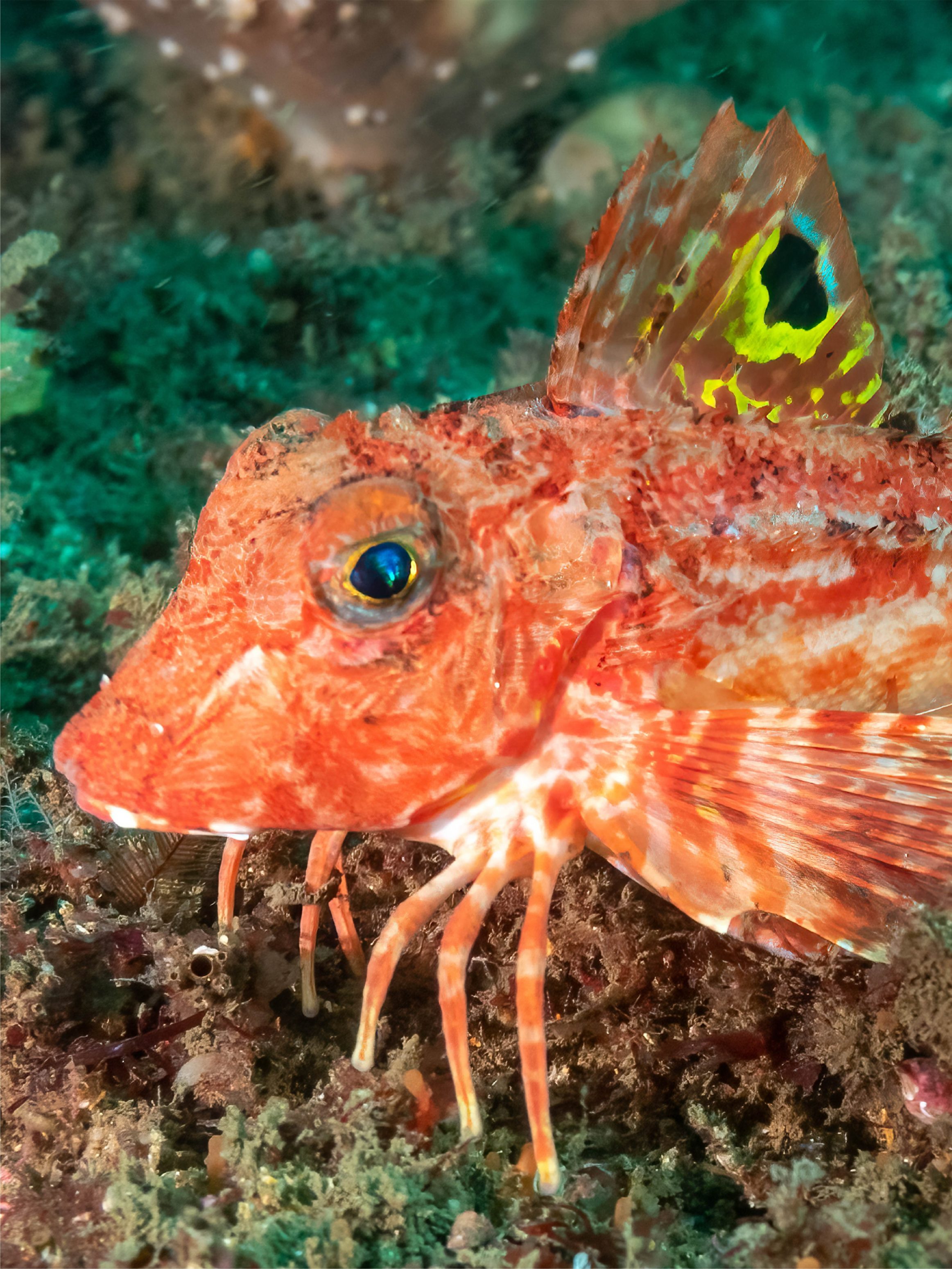 a red fish called a sea robin, which has big fins and six stick-like "legs" that it uses to walk on the seafloor