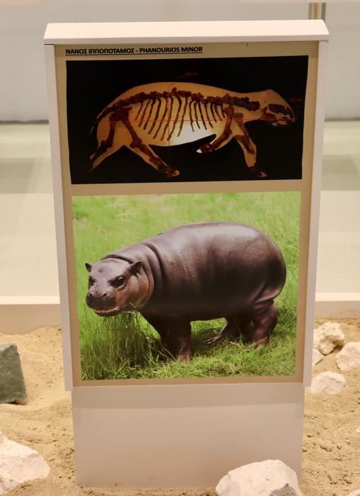 Skeleton of a dwarf hippo (Phanourios minor) and artist’s reconstruction of the animal displayed at the Akamas Geology and Palaeontology Information Centre in Pano Arodes, western Cyprus (photo: CJA Bradshaw)