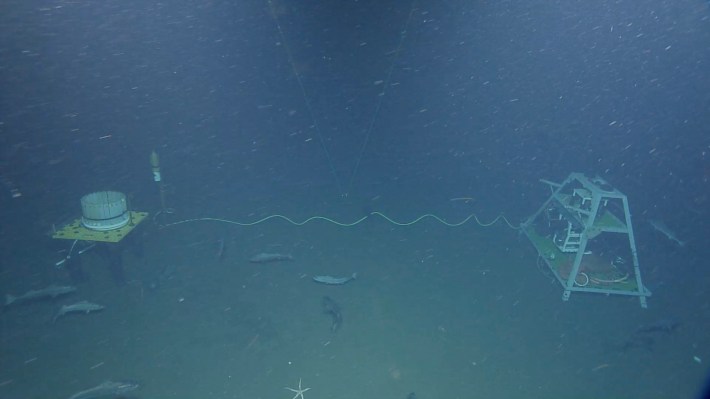 A photo of a deep-sea observatory, which has a carousel of sardines as bait on the left and a series of video and acoustic recording devices on the right.