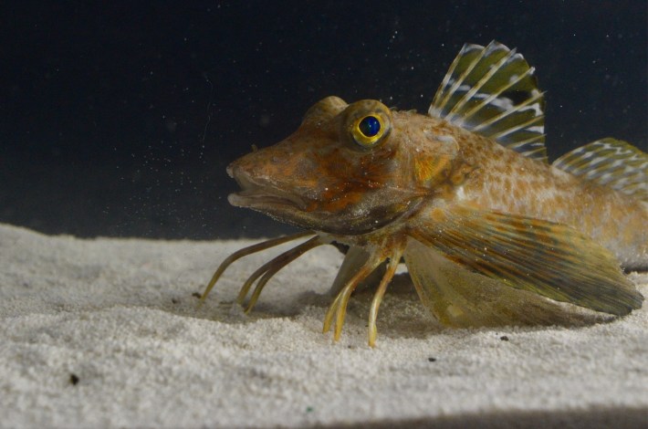 a northern sea robin, Prionotus carolinus, which is a brown fish with big eyes, big fins, and six spindly legs crouched in the sand.