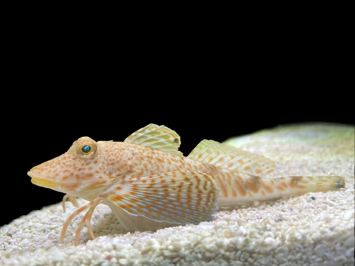 A leopard sea robin, Prionotus scitulus , which is a spotted orange and white fish with six spindly legs crouching in the sand.