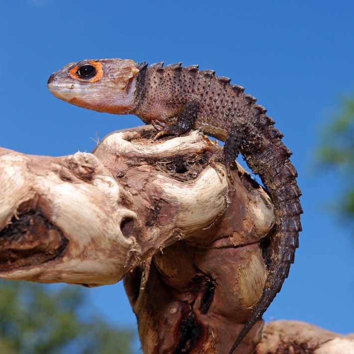 a red-eyed crocodile skink, which is a spiny lizard, perched on a branch