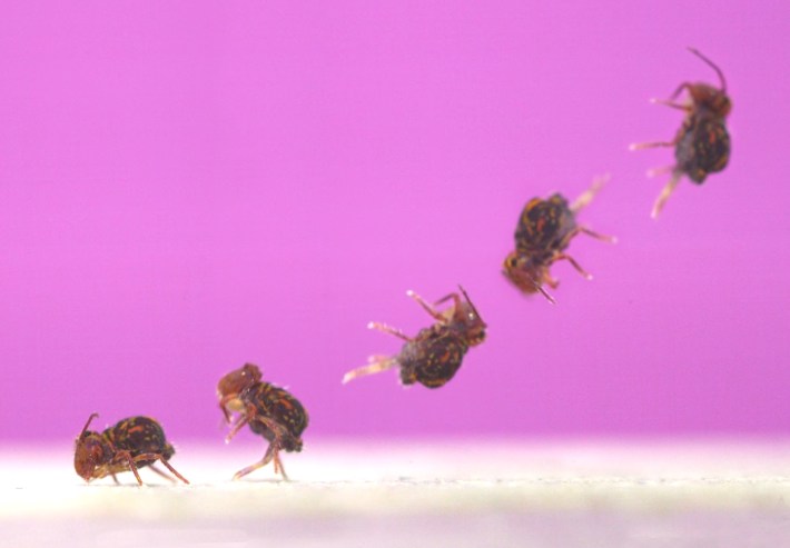 a still image of the early jumping stages of a small brown hexapod called a springtail, showing the moment of take-off, and initial spins in the air