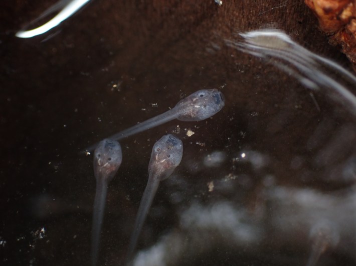 three translucent tadpoles in a small pool of water