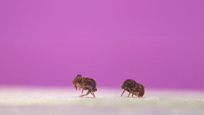 two small brown hexapods called globular springtails jump. off a white surface and spin into the air, against a purple background.