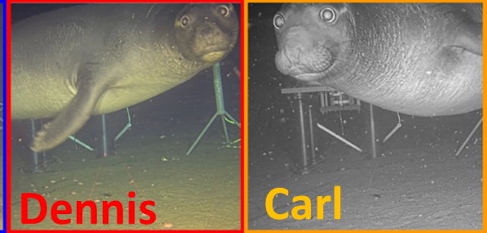 three photos of subadult male northern elephant seals, one named Brian, one named Dennis, and one named Carl