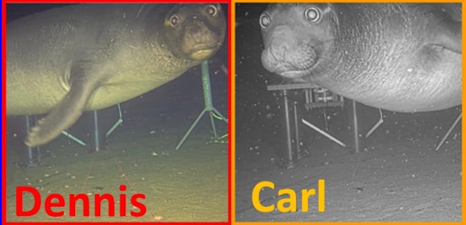 three photos of subadult male northern elephant seals, one named Brian, one named Dennis, and one named Carl