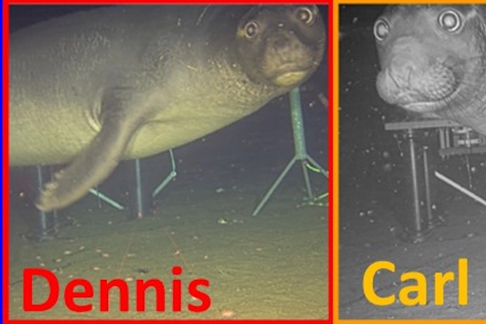 three photos of subadult male northern elephant seals, one named Brian, one named Dennis, and one named Carl