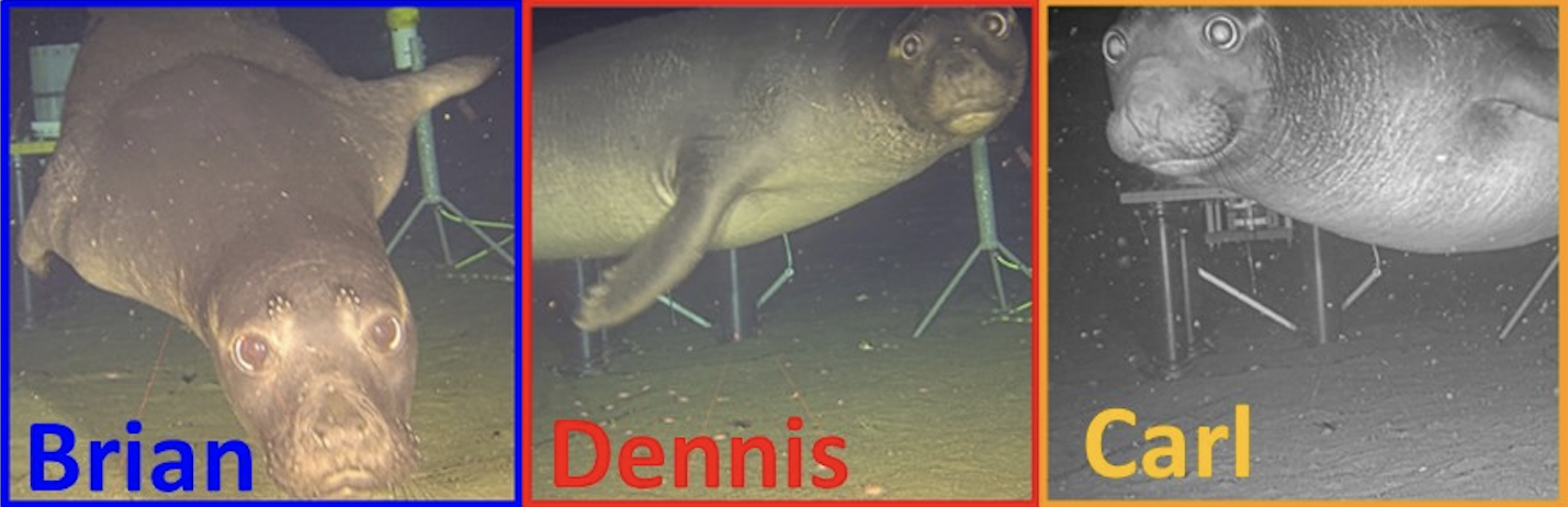 three photos of subadult male northern elephant seals, one named Brian, one named Dennis, and one named Carl