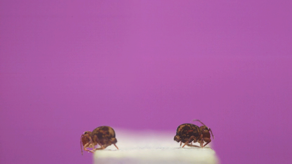 two small brown hexapods called globular springtails jump. off a white surface and spin into the air, against a purple background.