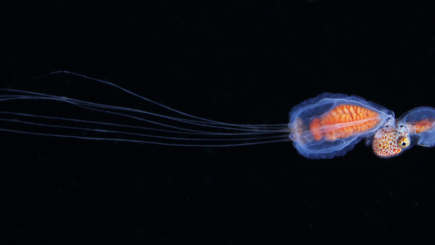 a small shelled octopus known as an argonaut perches on a jellyfish, against a black background