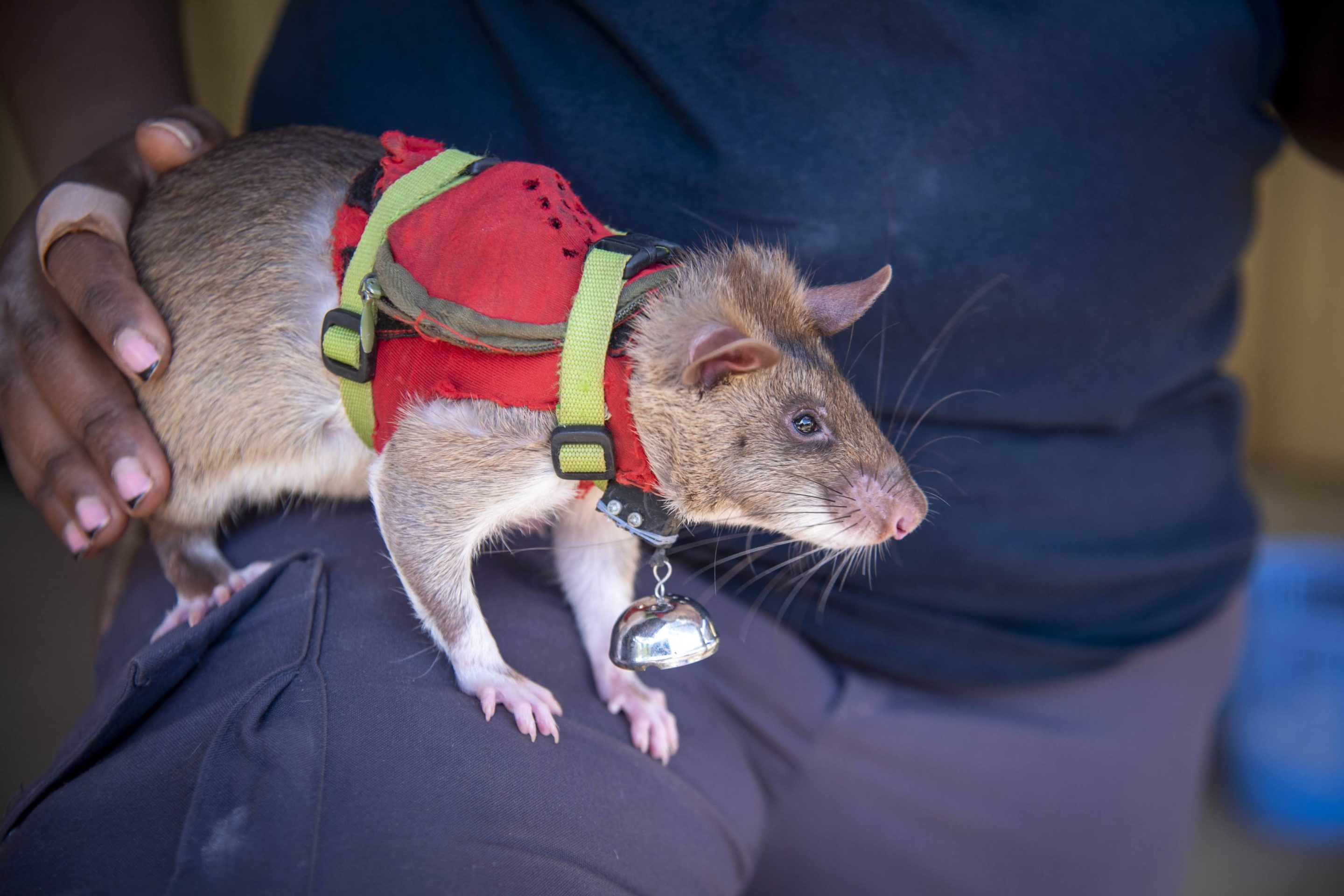 An African giant pouched rat in a little red vest, yellow collar, and little silver bell sits on a person's lap