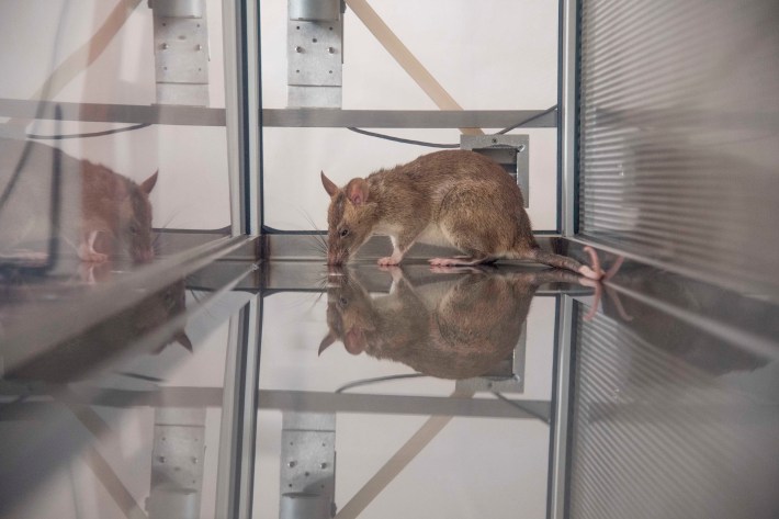 a rat inside a clear tank is sniffing around