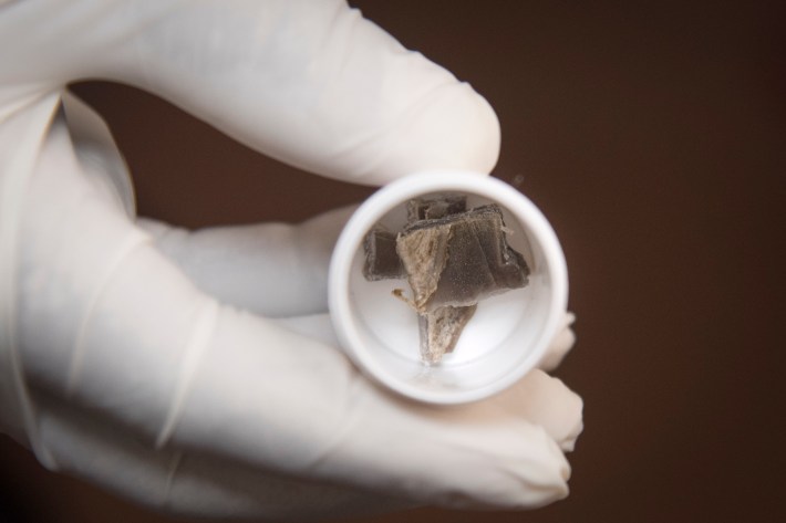 a hand in white medical gloves holds a white cap holding a poached material, like pangolin scales, elephant ivory, rhino horn, or African blackwood