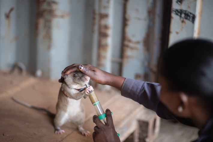 an African giant pouched rat eating flavored rodent pellets from a syringe that a person is holding