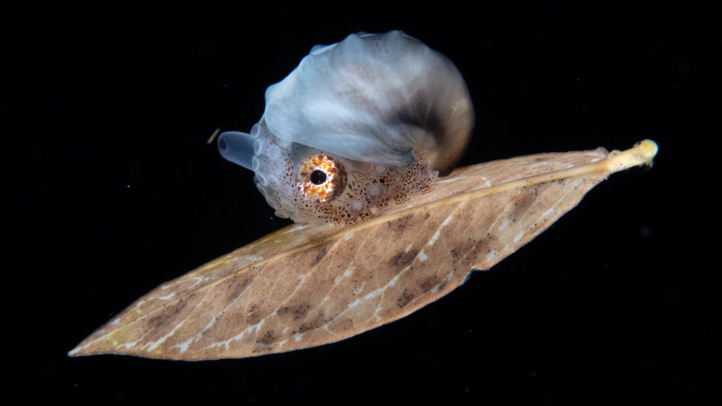 a female paper nautilus, which is an octopus with a thin shell, riding a dead leaf against black water