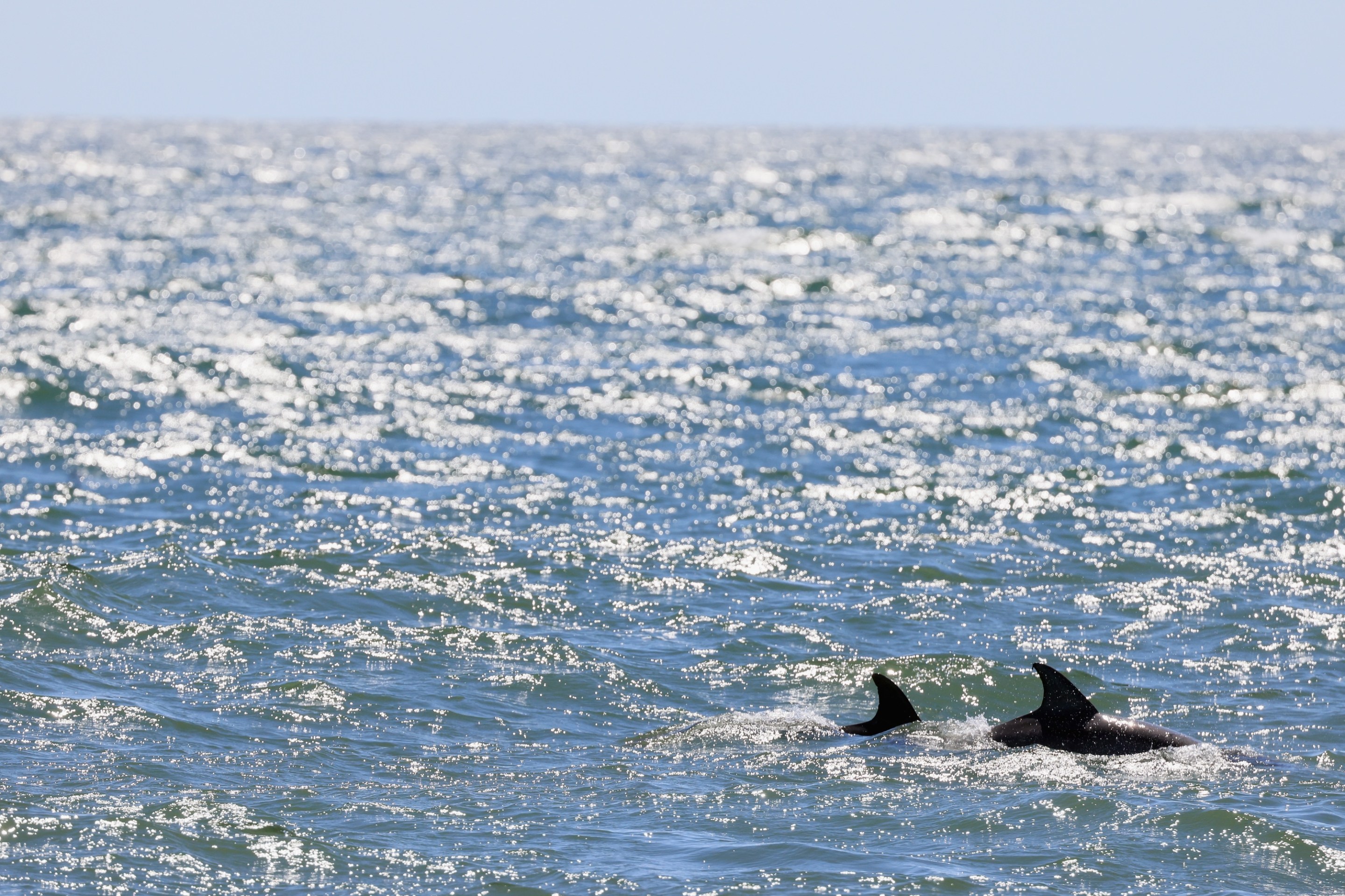 ATLANTIC CITY, NEW JERSEY - AUGUST 28: Dolphins swim in the Atlantic Ocean just off the coast of Atlantic City on August 28, 2022 in Atlantic City, New Jersey, United States. With warming waters, dolphins and other mammals have been seen swimming and feeding closer to the shoreline. (Photo by Bruce Bennett/Getty Images)