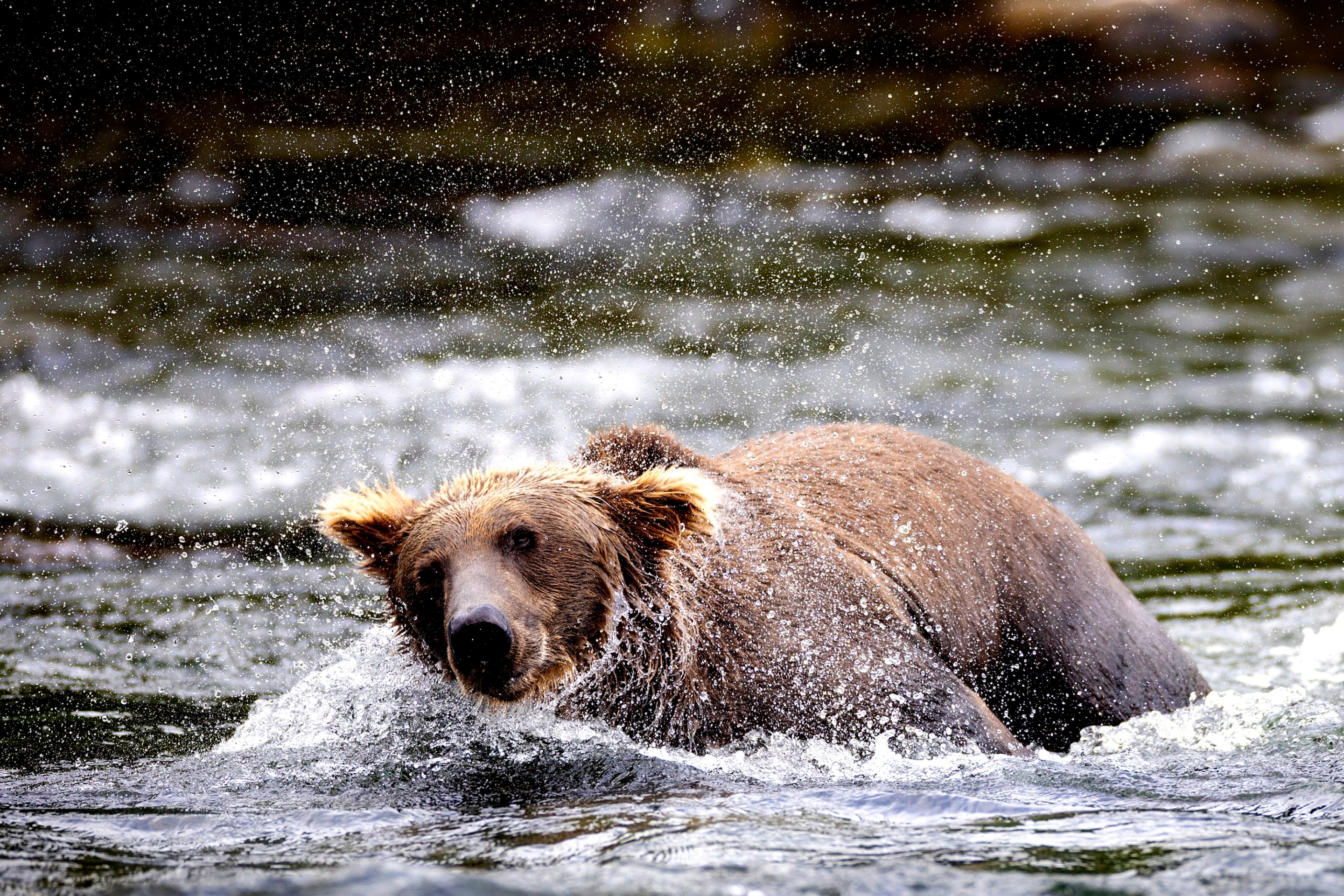 BROOKS FALLS, ALASKA - AUGUST 11: A brown bear shakes his fur while fishing for sockeye salmon on August 11, 2023 at Brooks Falls, Alaska within the Katmai National Park and Preserve. The bears feast at the falls between July and September, as millions of salmon swim upstream to spawn. Many of the same bears return to the falls annually, gorging on salmon to fatten up before hibernating for winter. The bears have become something of an internet sensation, as "bearcams" livestream bear activity at and around the falls to viewers worldwide. Commercial salmon fishing in Alaskan waters has often pitted business interests against wildlife conservationists in Alaska, which has more national park and wilderness land than anywhere in the United States. (Photo by John Moore/Getty Images)