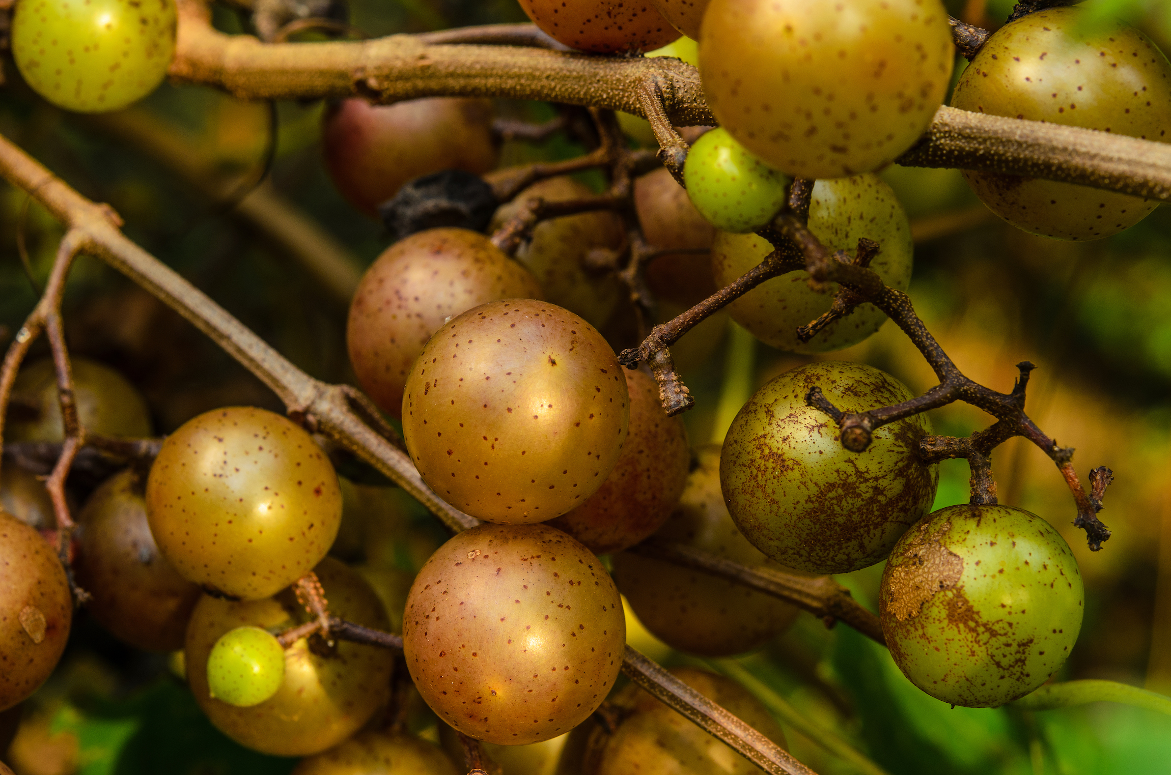 Close-up of muscadines on the vine.