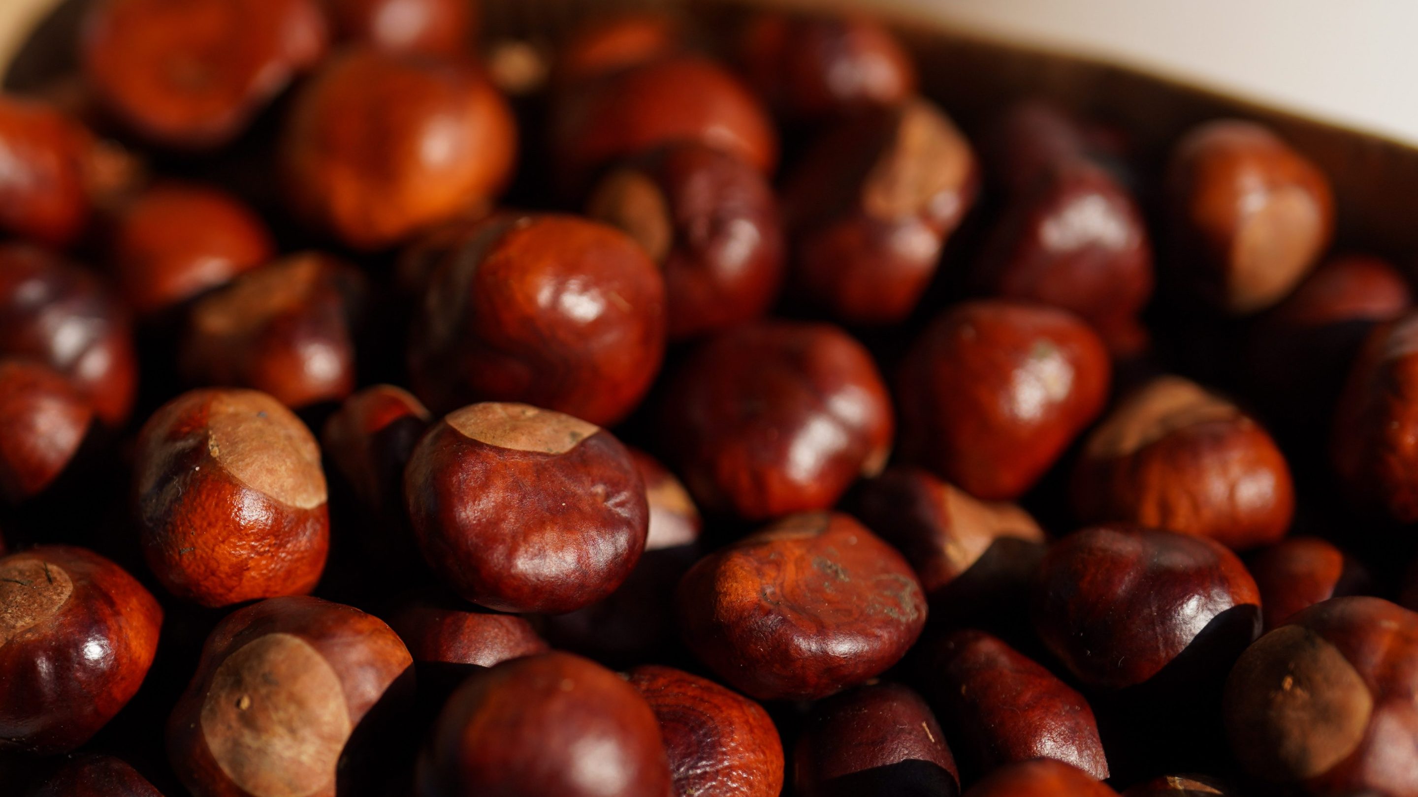 Conkers in boxes at the annual World Conker Championships at the Shuckburgh Arms in Southwick, Peterborough. Picture date: Sunday October 13, 2024.