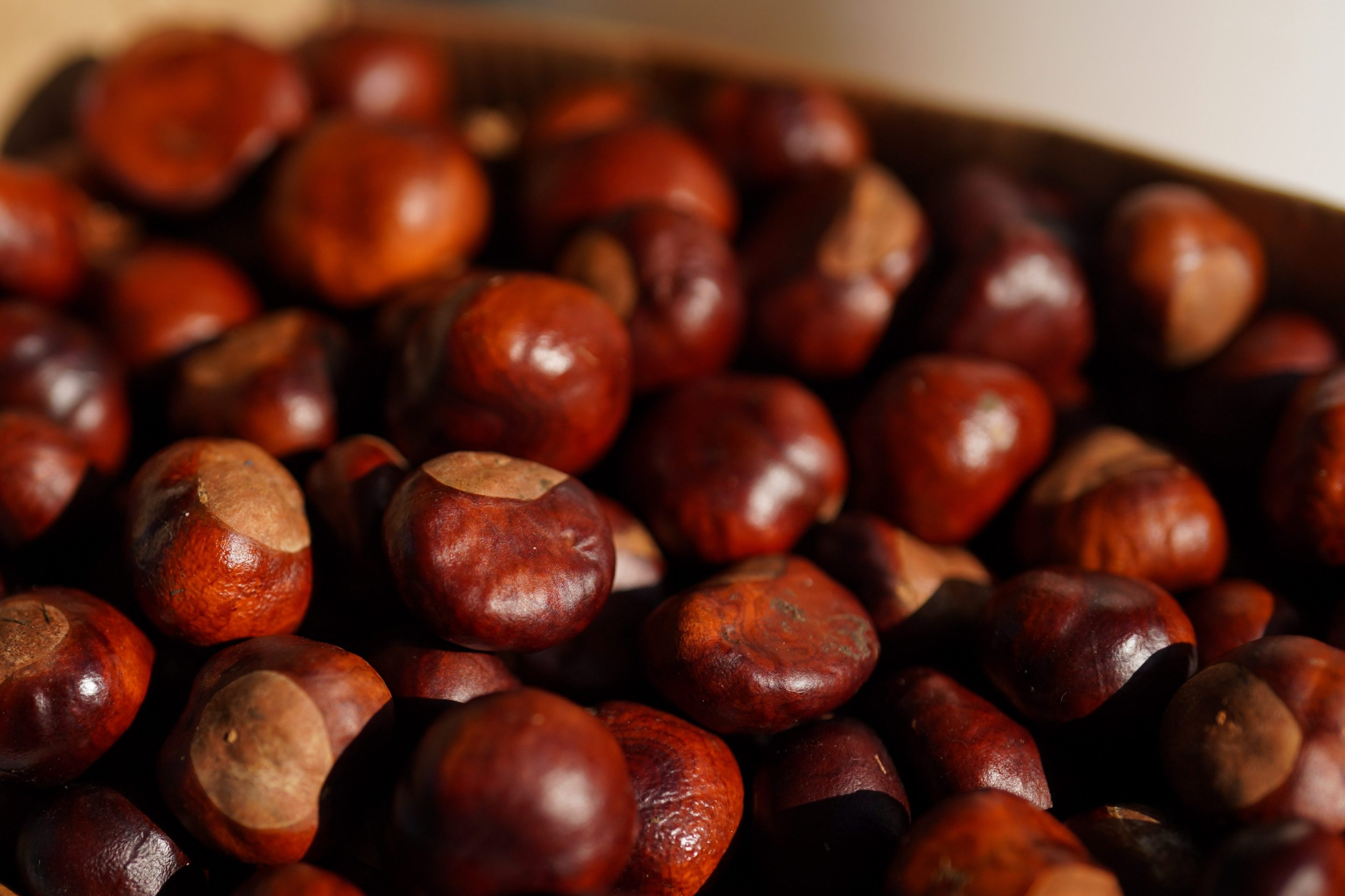 Conkers in boxes at the annual World Conker Championships at the Shuckburgh Arms in Southwick, Peterborough. Picture date: Sunday October 13, 2024.