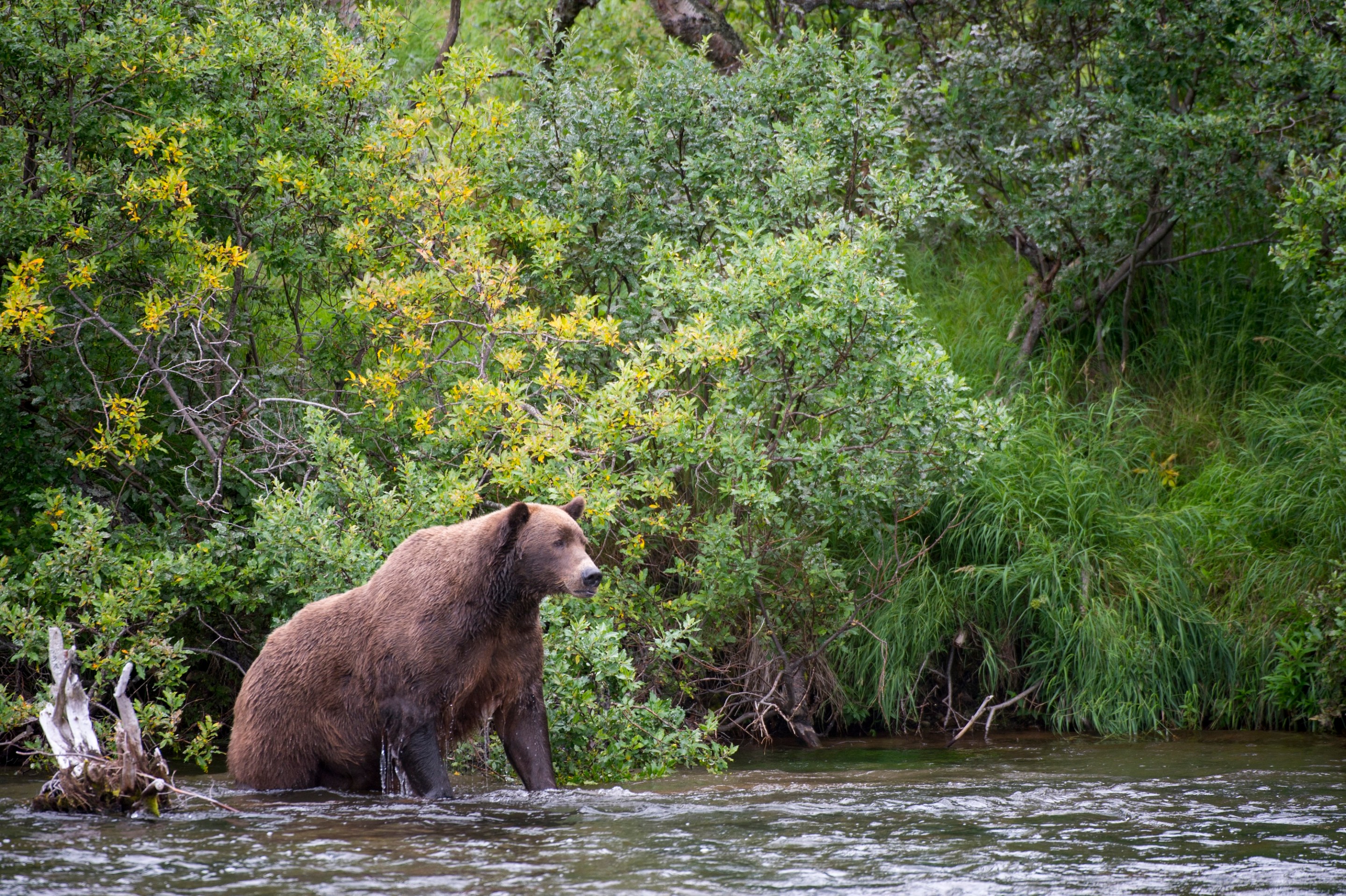 UNITED STATES - 2013/08/27: Brown bear (Ursus arctos) or grizzly in Brooks River near Brooks Falls in Katmai National Park and Preserve, Alaska, USA. (Photo by Wolfgang Kaehler/LightRocket via Getty Images)