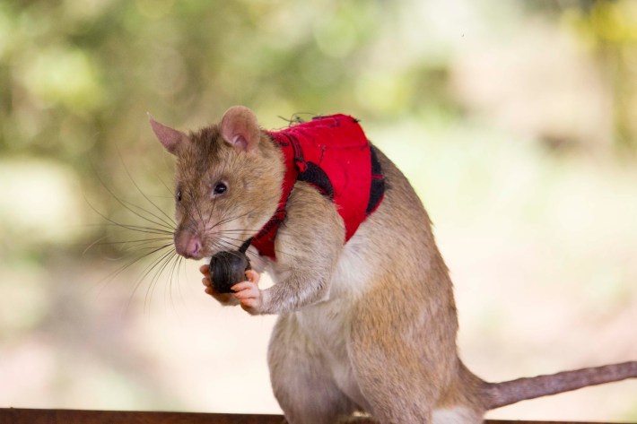 An African giant pouched rat in a red vest with a small ball by its chest