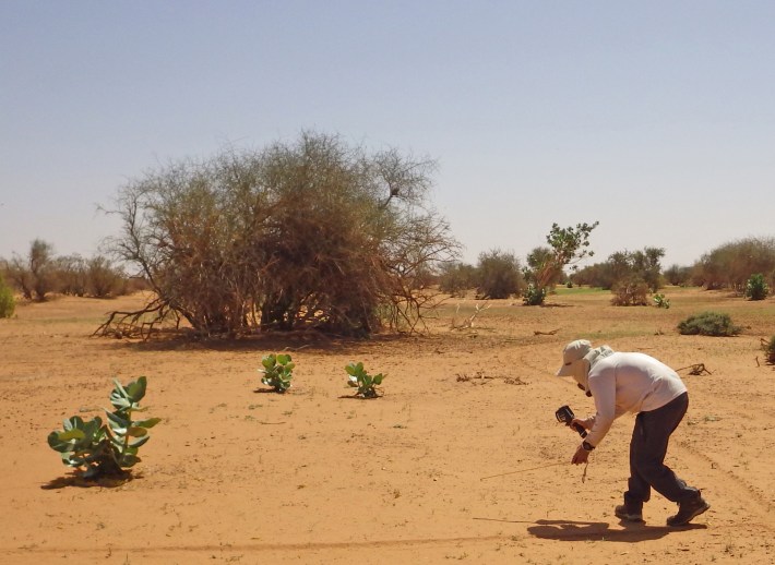 a researcher, Koutaro Ould Maeno, tries to take a thermotography photo by approaching ovipositing locusts in the yellow-brown sand of the Sahara in Mauritania