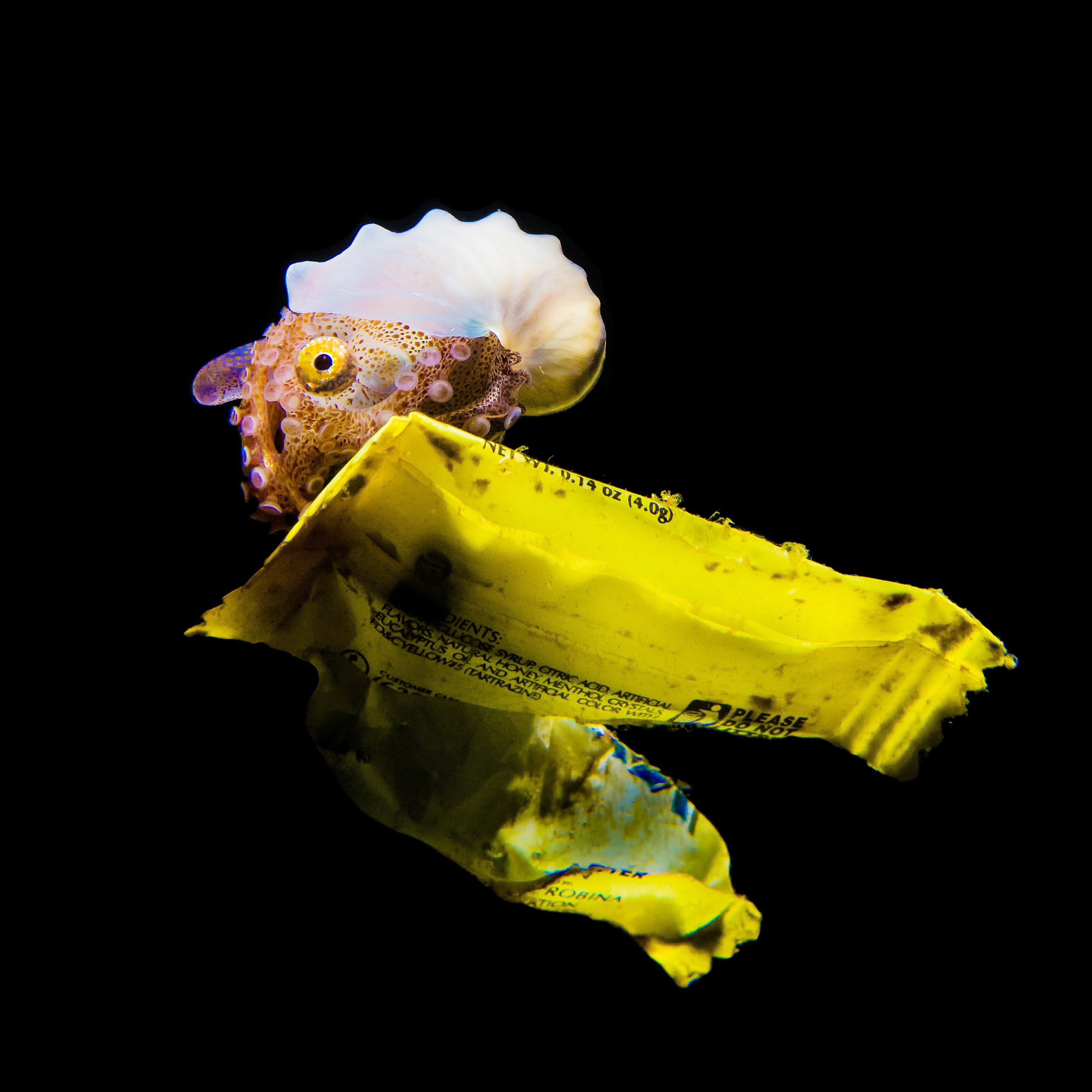 a small shelled cephalopod known as a paper nautilus or an argonaut drifting in the dark ocean on a little yellow piece of litter