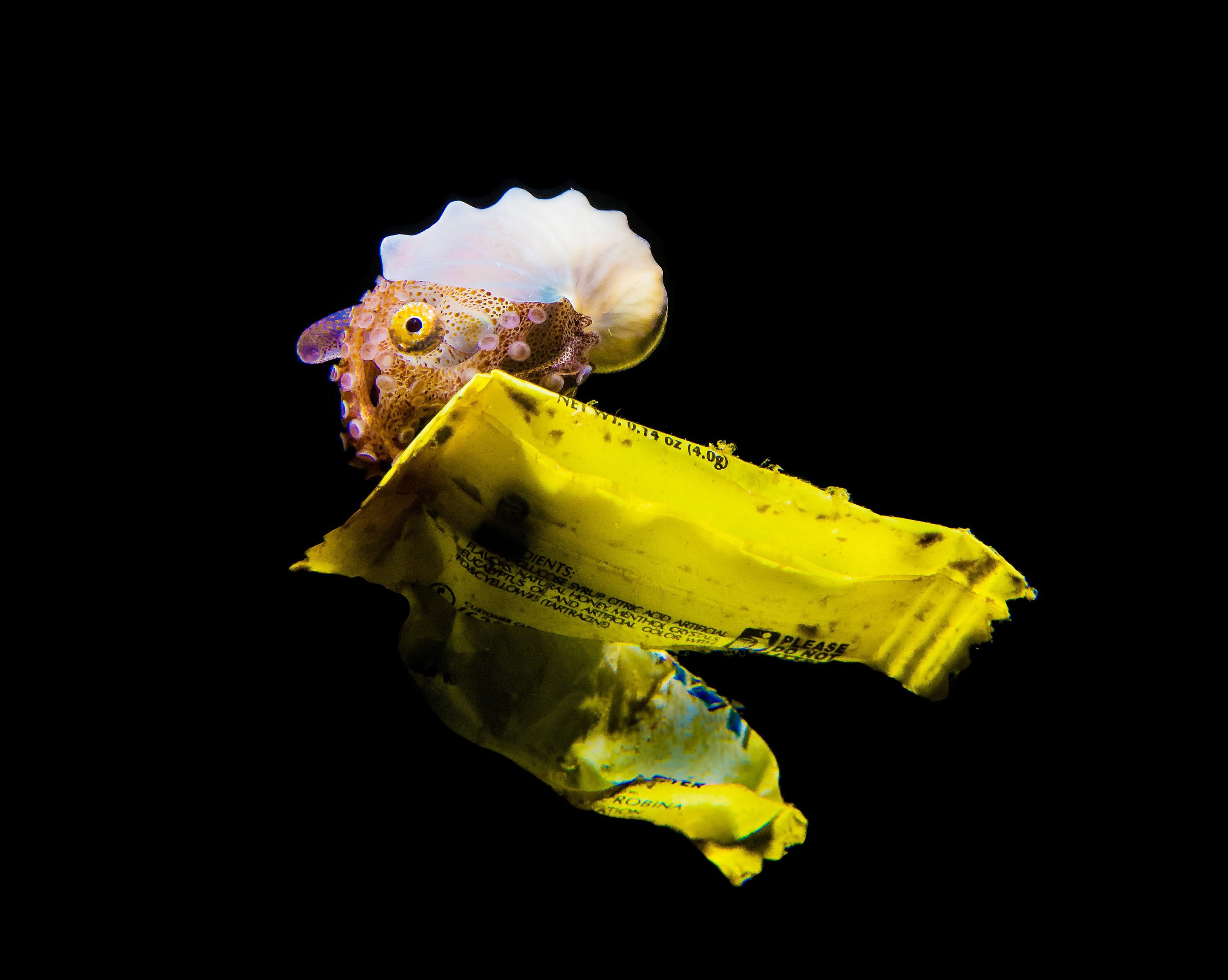 a small shelled cephalopod known as a paper nautilus or an argonaut drifting in the dark ocean on a little yellow piece of litter