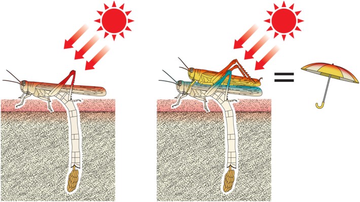 a diagram of one desert locust laying eggs in the sand and heating up under the ray so the sun, compared to a desert locust laying her eggs in the sand under the shade of a male locust, who is acting as a sun umbrella