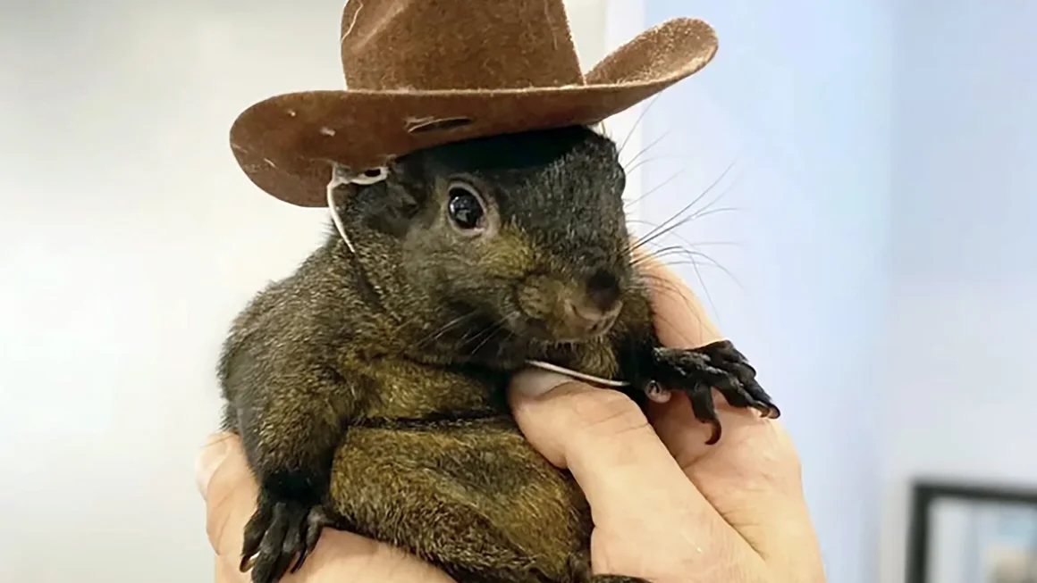 Squirrel in a cowboy hat